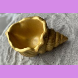 Konkylie buttet guld