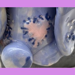 Voodoo kaninen Kalle