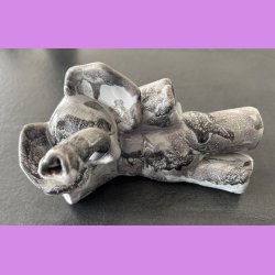 Elefant liggende p siden - Lysegr 