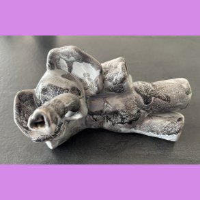 Elefant liggende p siden - Lysegr 