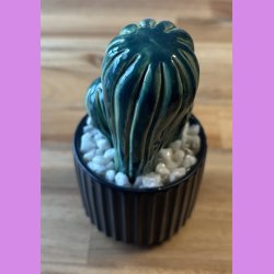 Cocktus 2 farvet- sort potte