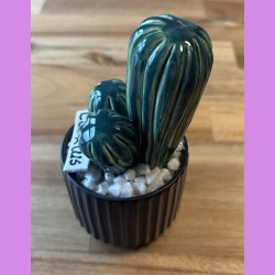 Cocktus 2 farvet- sort potte