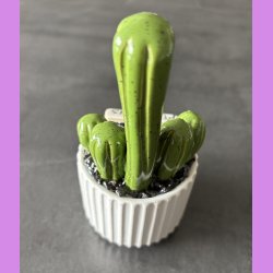 Fucktus 1 farvet - Hvid potter - sorte sten - lille skilt