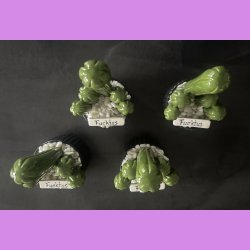 Fucktus 1 farvet - sort potter - hvide sten - lille skilt