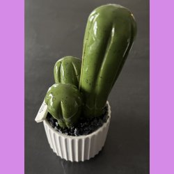  Cocktus Ensfarvet - hvid potte - lille lige skilt