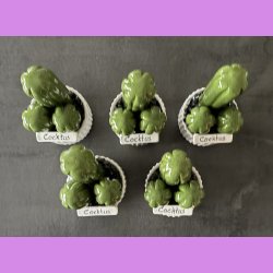  Cocktus Ensfarvet - hvid potte - lille lige skilt