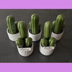  Cocktus Ensfarvet - hvid potte - lille lige skilt