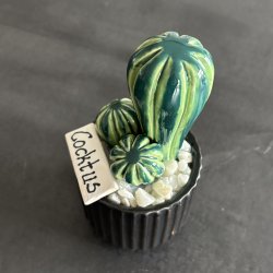 Cocktus 2 farvet- sort potte