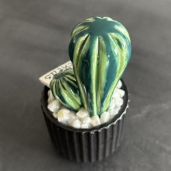 Cocktus 2 farvet- sort potte