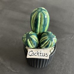 Cocktus 2 farvet- sort potte