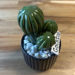 Cocktus Ensfarvet- sort potte