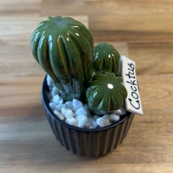 Cocktus Ensfarvet- sort potte