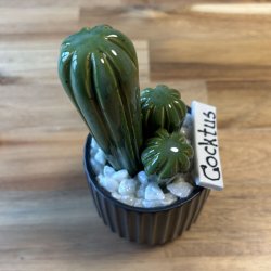 Cocktus Ensfarvet- sort potte