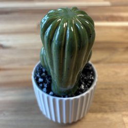 Cocktus Ensfarvet - hvid potte