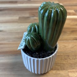 Cocktus Ensfarvet - hvid potte