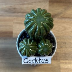 Cocktus Ensfarvet - hvid potte