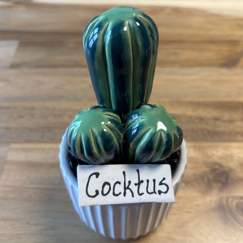 Cocktus 2 farvet- hvid potte