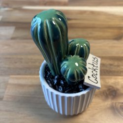 Cocktus 2 farvet- hvid potte