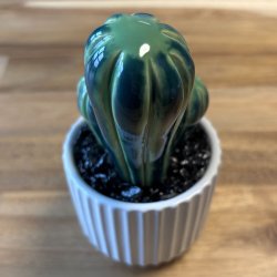 Cocktus 2 farvet- hvid potte