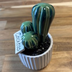 Cocktus 2 farvet- hvid potte