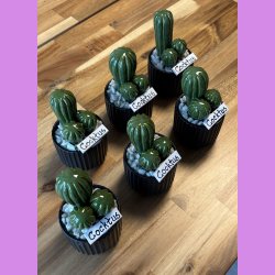 Cocktus Ensfarvet- sort potte