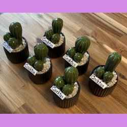 Cocktus Ensfarvet- sort potte