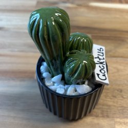 Cocktus Ensfarvet- sort potte