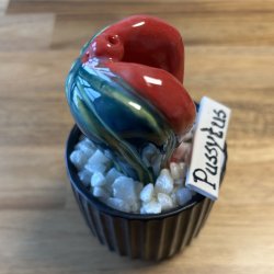 Pussytus 2 farvet - sort potte