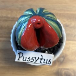 Pussytus 2 farvet - hvid potte