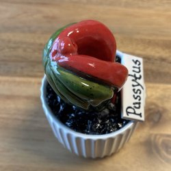 Pussytus Ensfarvet - hvid potte