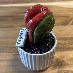 Pussytus Ensfarvet - hvid potte