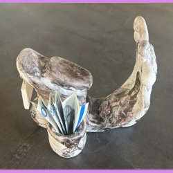 Knallert Hvid / gr med skilt - Dream